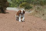 CAVALIER KING CHARLES 080